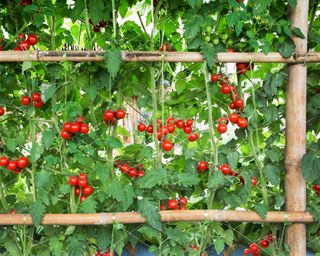 Piante di pomodoro indeterminato che crescono vigorosamente su un robusto traliccio verticale, con frutti rossi maturi.