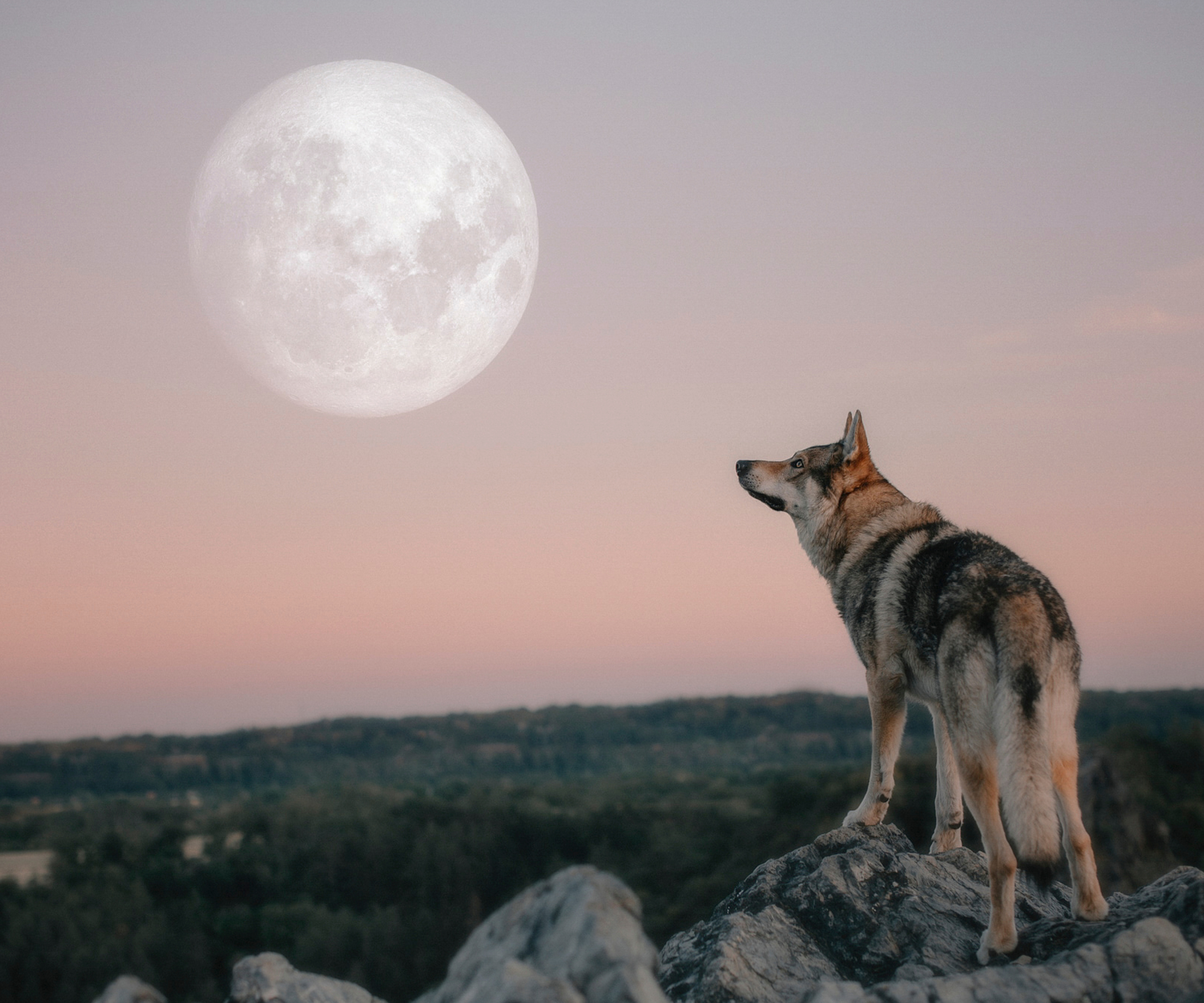 Wolf/dog looking up at full moon