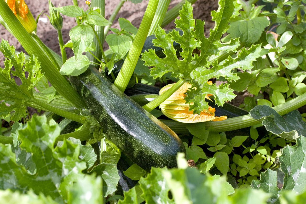 Squash Plant