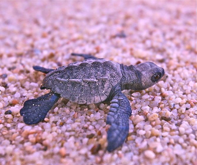 Baby sea turtle, beach microbes