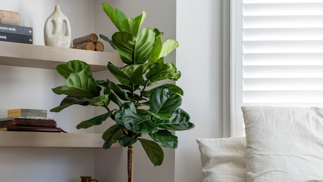 A fiddle leaf fig in a living room by open shelving 