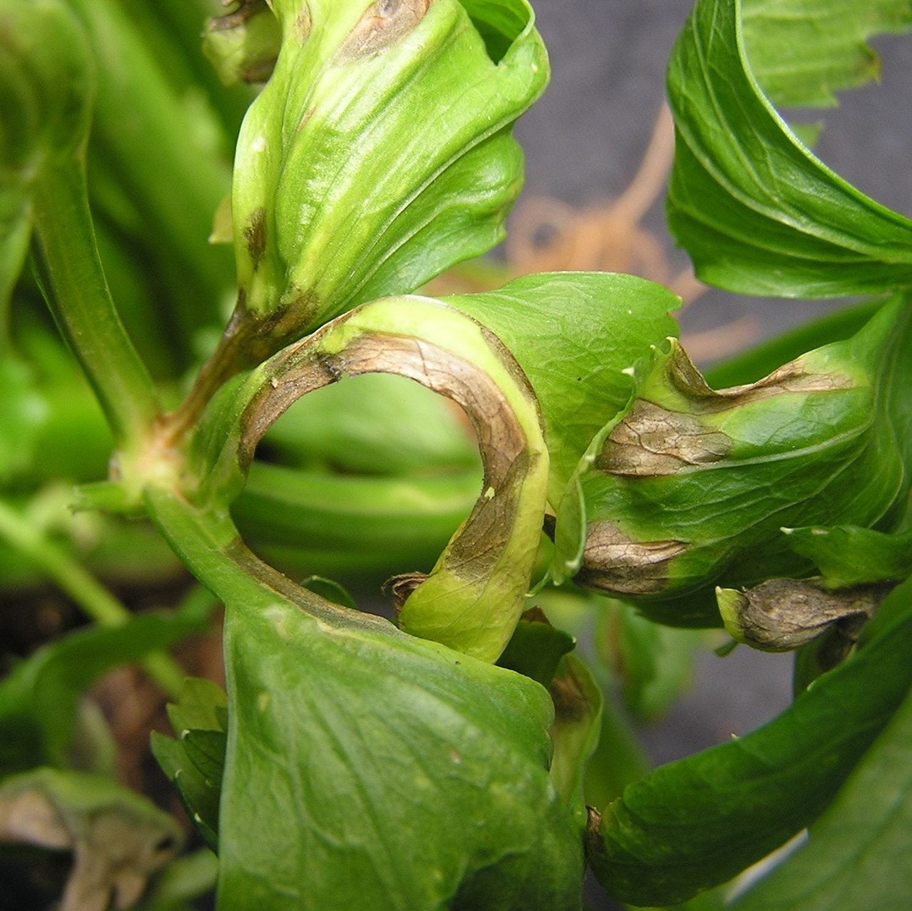 Green Celery Leaves Turning Yellow