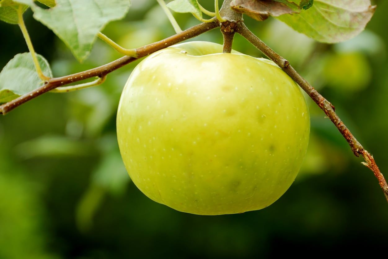 Lodi Apple Tree With Single Apple