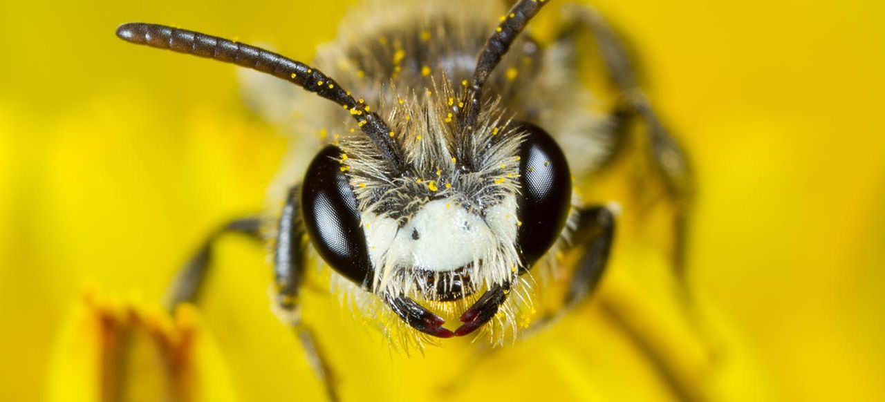 Red-girdled Mining-bee (Andrena labiata) adult male in a dandelion flower. Powys, Wales. April.