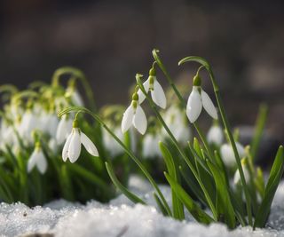 Snowdrops growing in winter snow