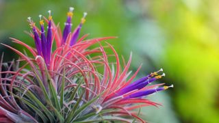 An air plant which has flowered
