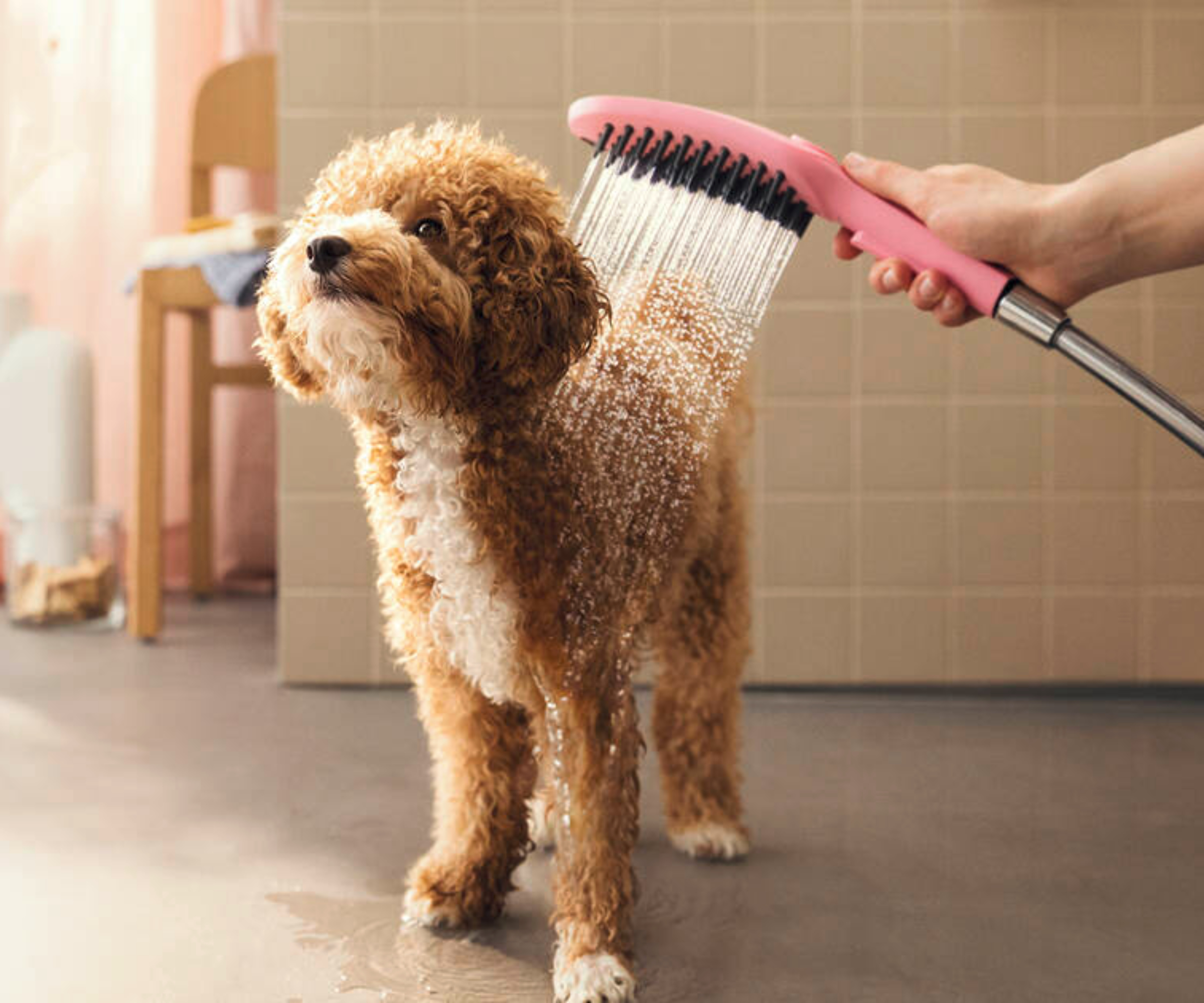 small dog being showered in wet room with pink shower head