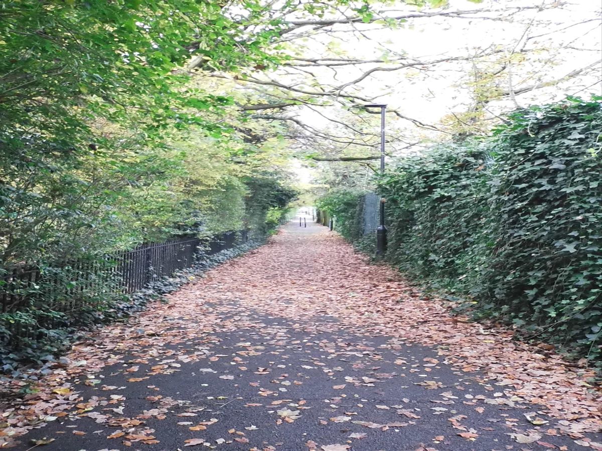 A tree and shrub lined path through a park