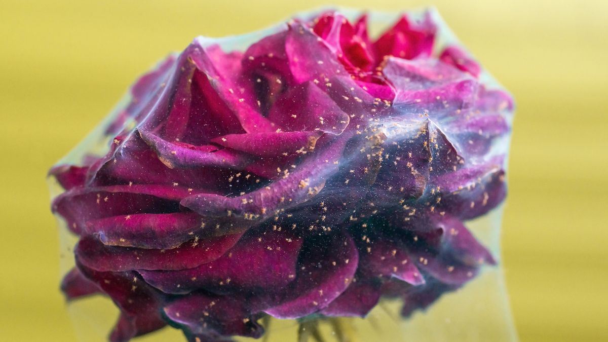 Spider mites on a dark purple rose