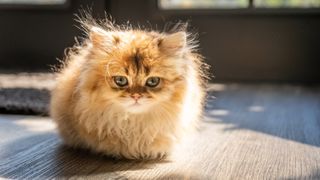 Kitten in loaf position