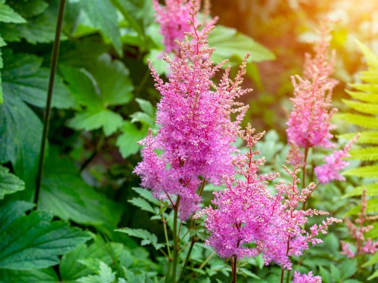 Bright Pink Astilbe Plants