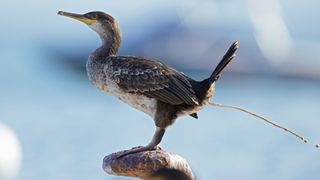 Without seabirds less nutrients are ending up in the seas surrounding the rat-infested islands.