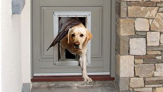 Dog using pet door