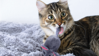 Cat with wide eyes, an open mouth and a toy mouse on his tongue hanging out