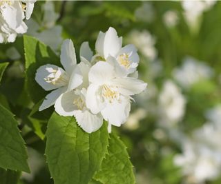 Mock orange bush