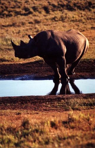 cape-of-africa-rhino