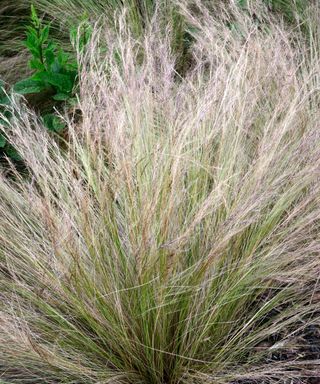 Stipa tenuissima