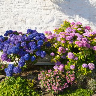 Hydrangea flowers blue and pink against white wall cottage