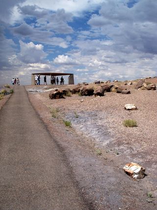 Fossils in the Petrified Forest