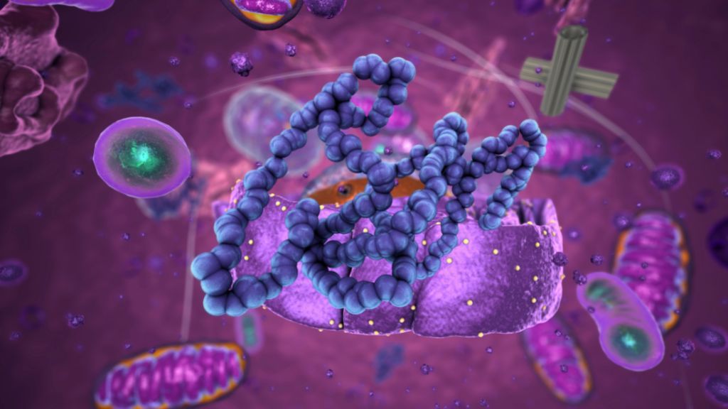 illustration shows a ribosome (the cell&#039;s protein-building factory) assembling a new protein from amino acids