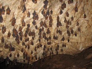 cave-bats-110421-02