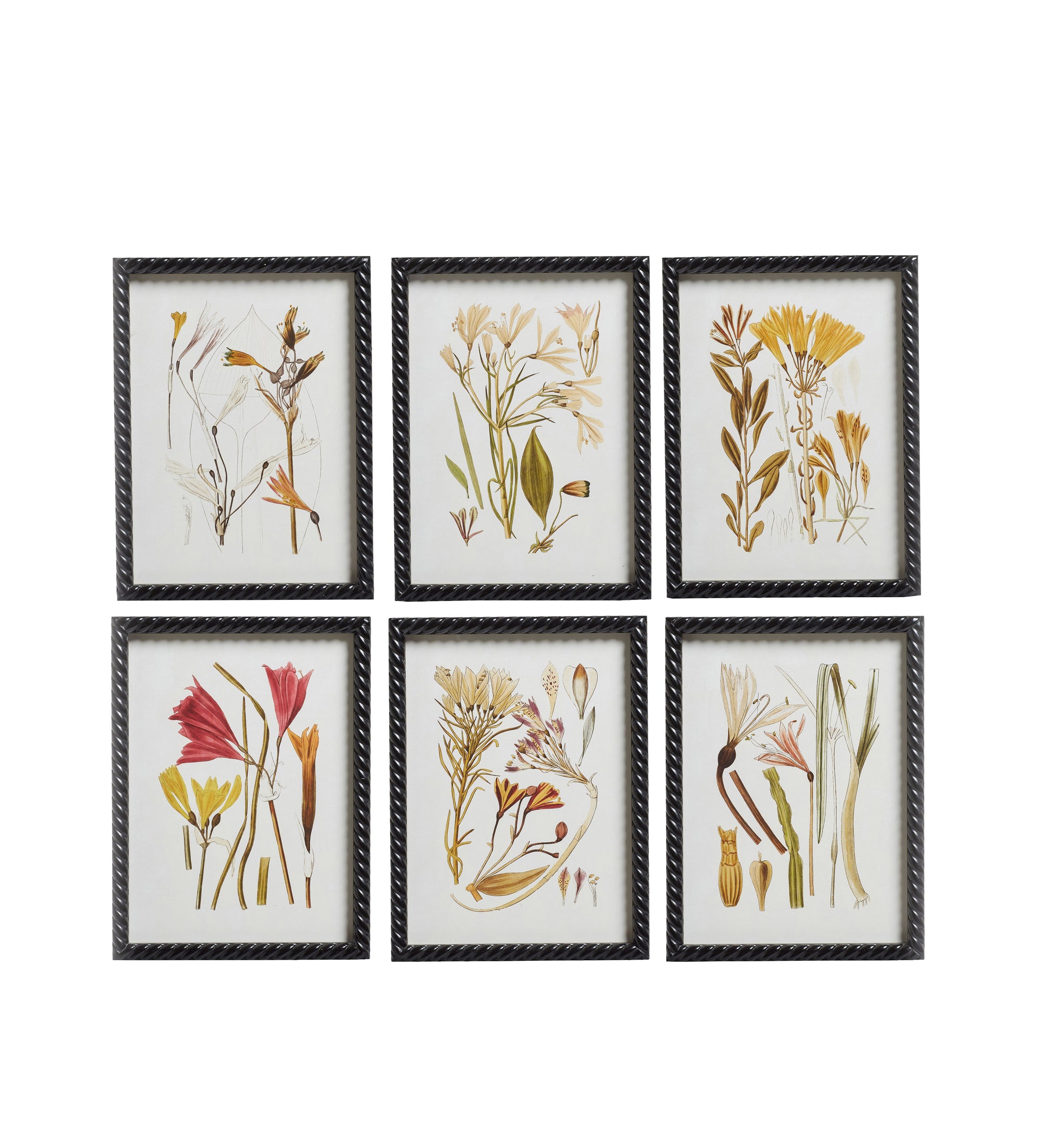 Anna Framed Botanical Prints - Set of Six - Multi