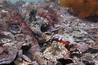 A gloomy octopus (<em>Octopus tetricus</em>) in Jervis Bay, Australia.