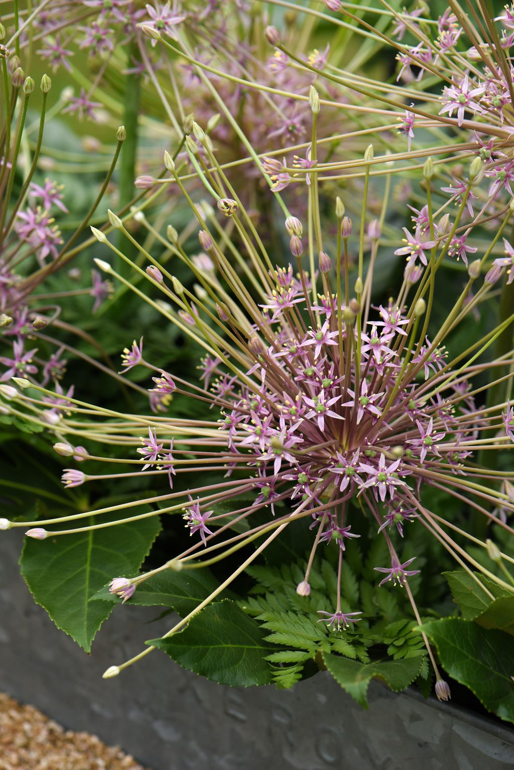 How to plant allium bulbs expert tips for successful blooms Gardeningetc