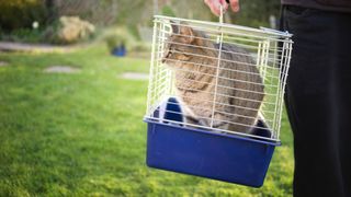 How to get a cat into a carrier: Cat in carrier in backyard being carried by owner