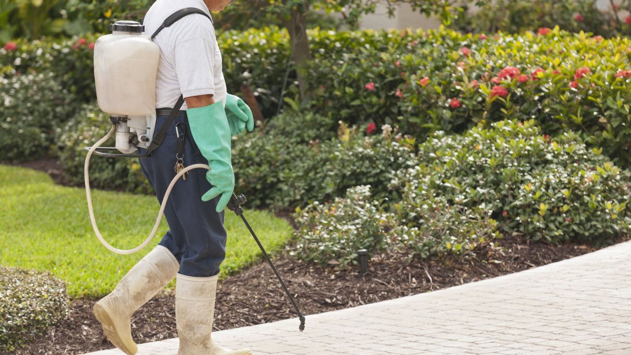 Spraying weeds in a backyard with a knapsack