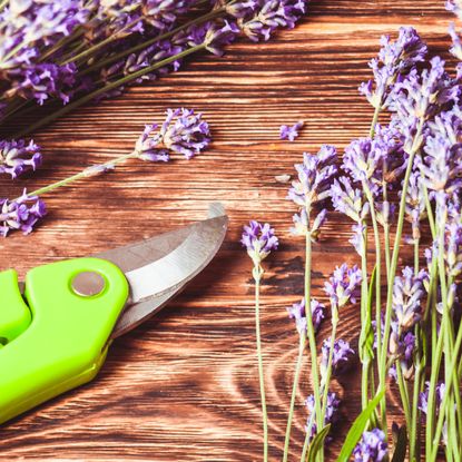 green pruning shears on wooden table with purple lavender stems