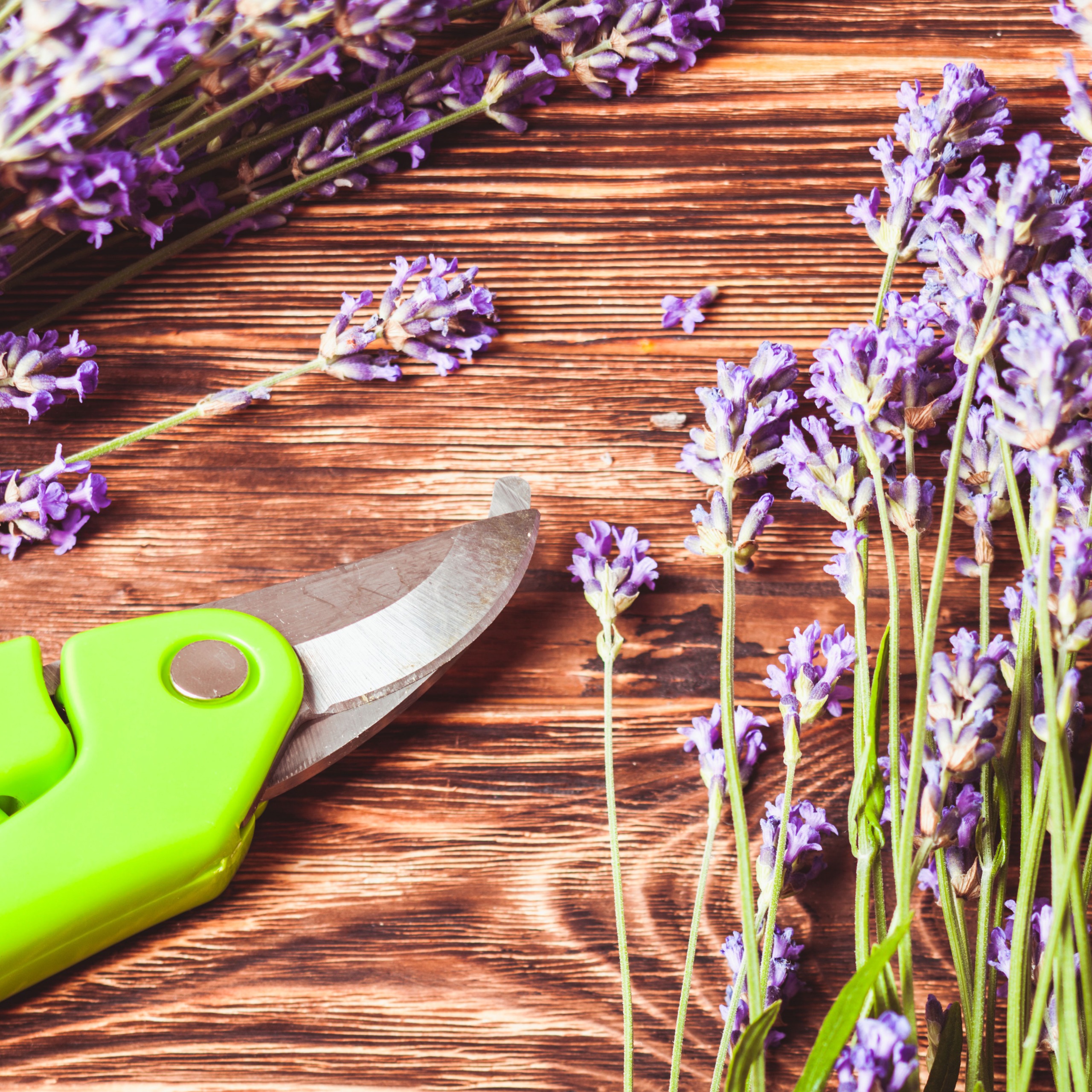 green pruning shears on wooden table with purple lavender stems