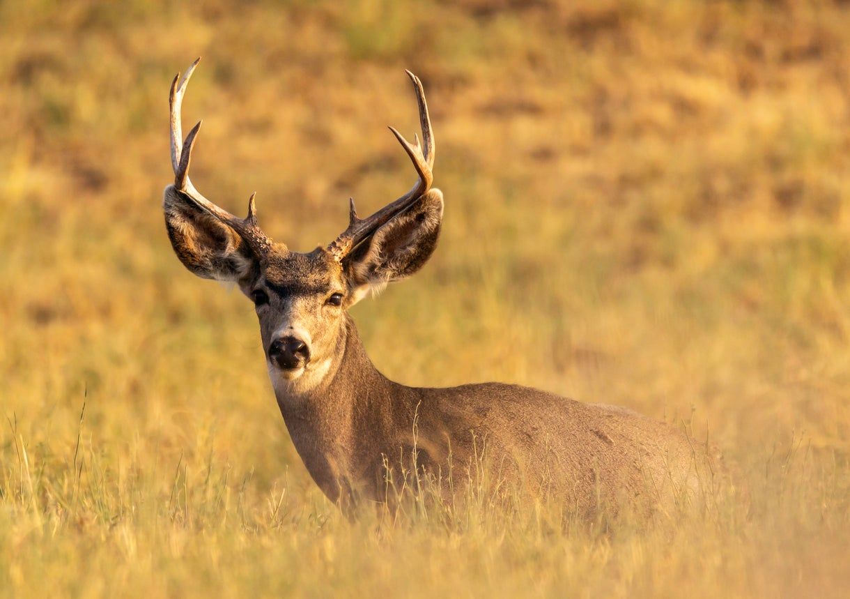 Deer In Tall Grass