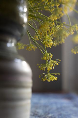 Dill flowers in a vase