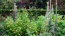 How to get rid of bean seed flies