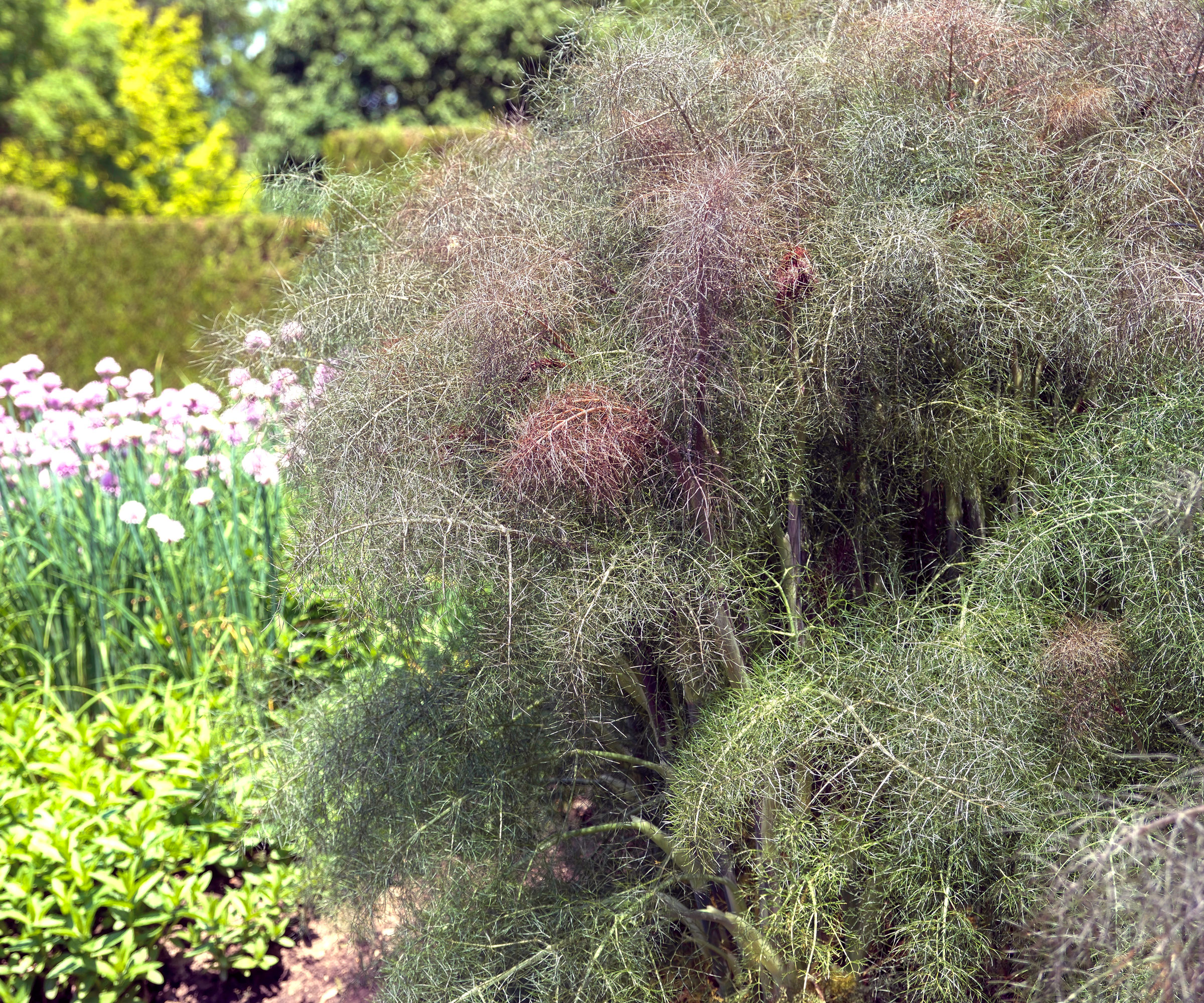 bronze fennel plants growing in garden border