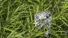 Amsonia, or Arkansas blue star, with sky blue flowers and green foliage