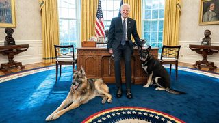 Joe Biden&#039;s dog Major with Champ in the oval office