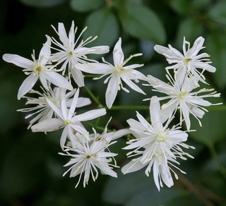 flowering clematis
