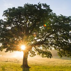 Sun shining through the branches of a tree in a field