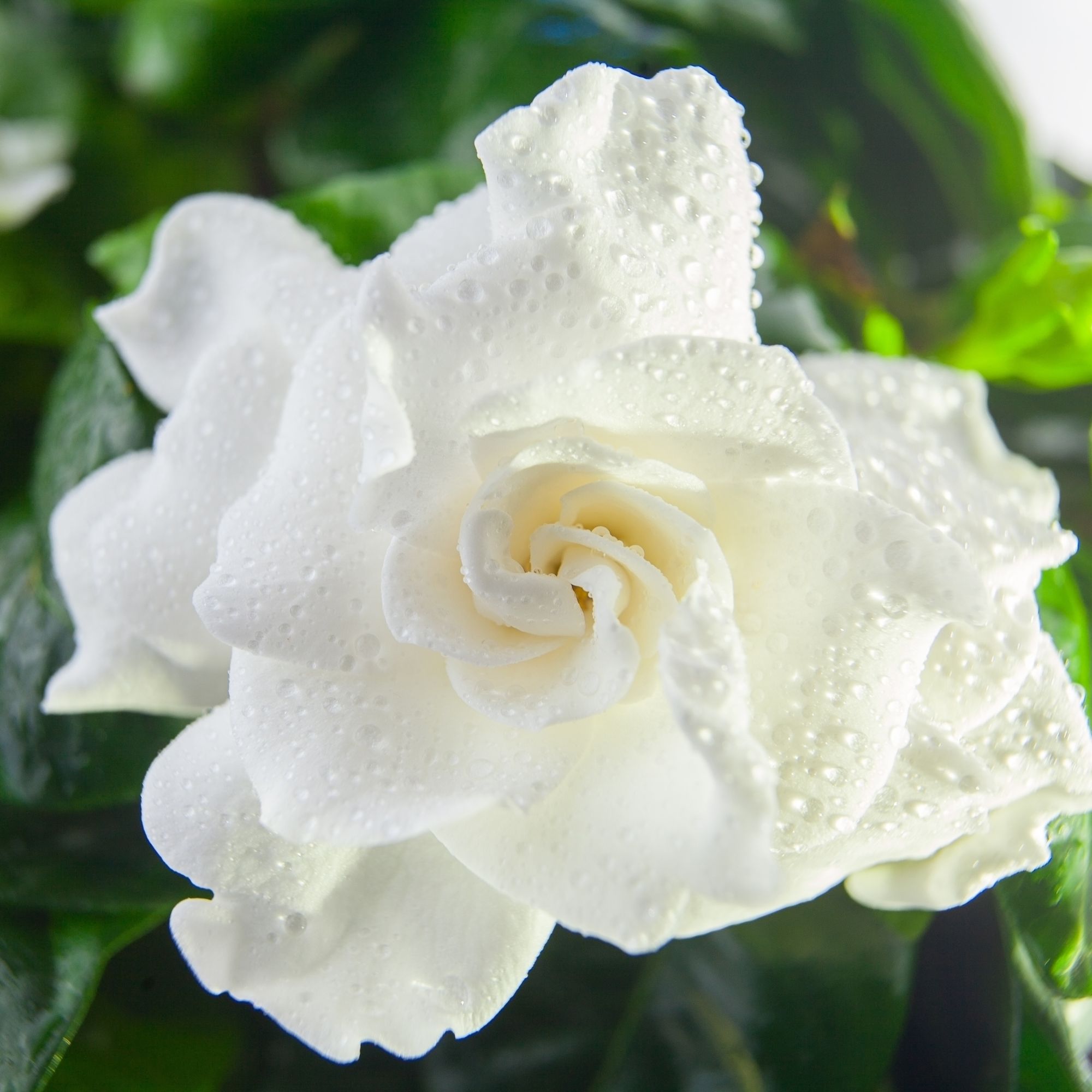 white gardenia flower