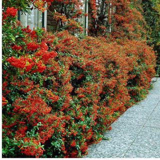 Brighter Blooms - Mohave Pyracantha, Firethorn Shrub