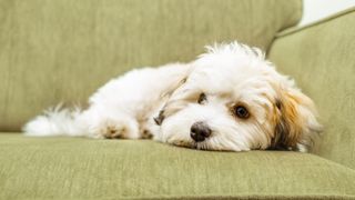 Havanese resting on sofa