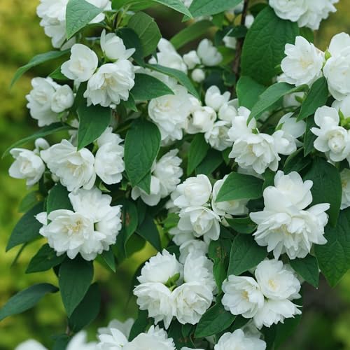 Proven Winners Illuminati Spice Mock Orange (philadelphus Coronarius) Live Plant, 4.5" Qt