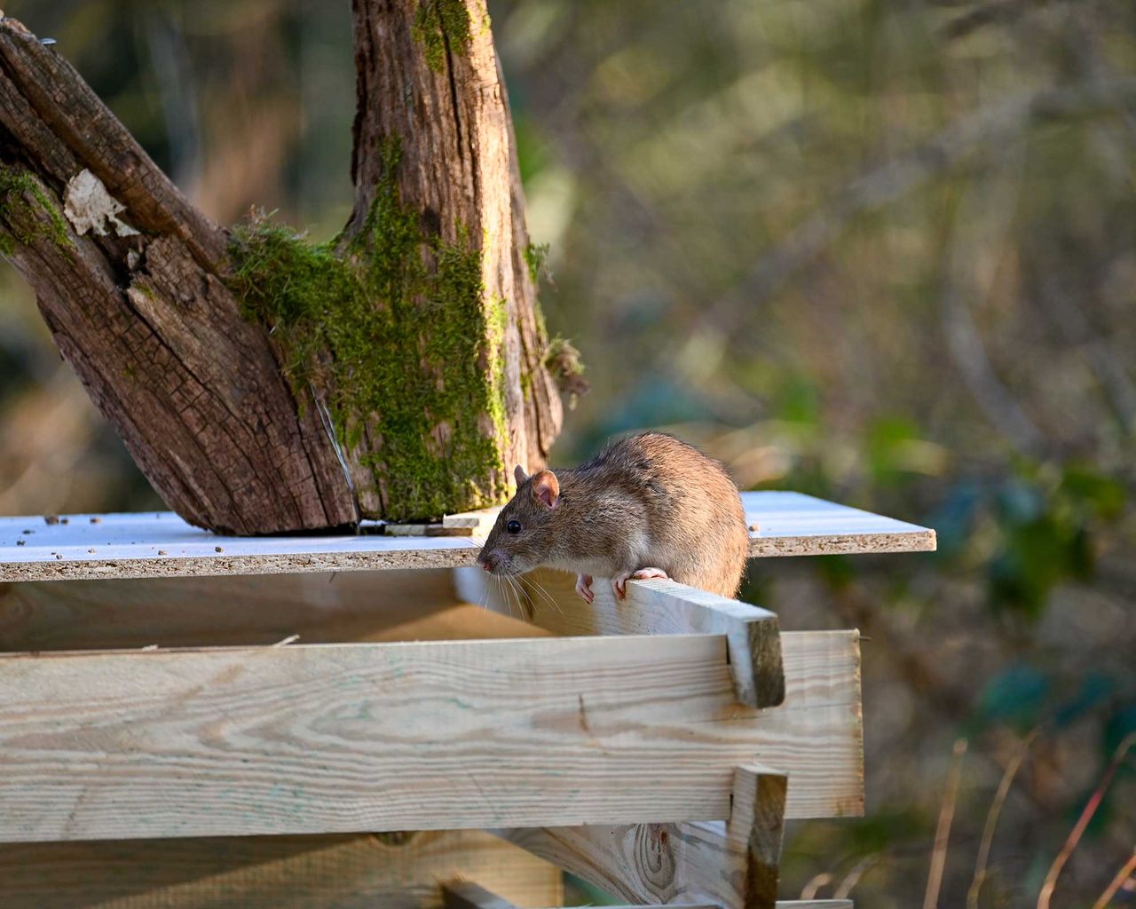 How to get rid of rats from your yard 5 top tips Gardeningetc