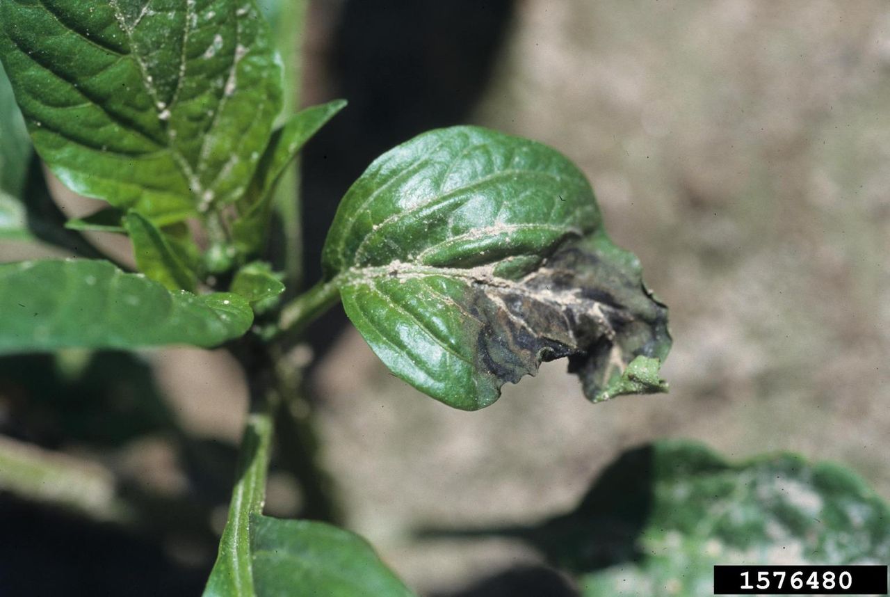 Blackened Leaf On Pepper Plant