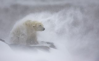 A polar bear in a blizzard.