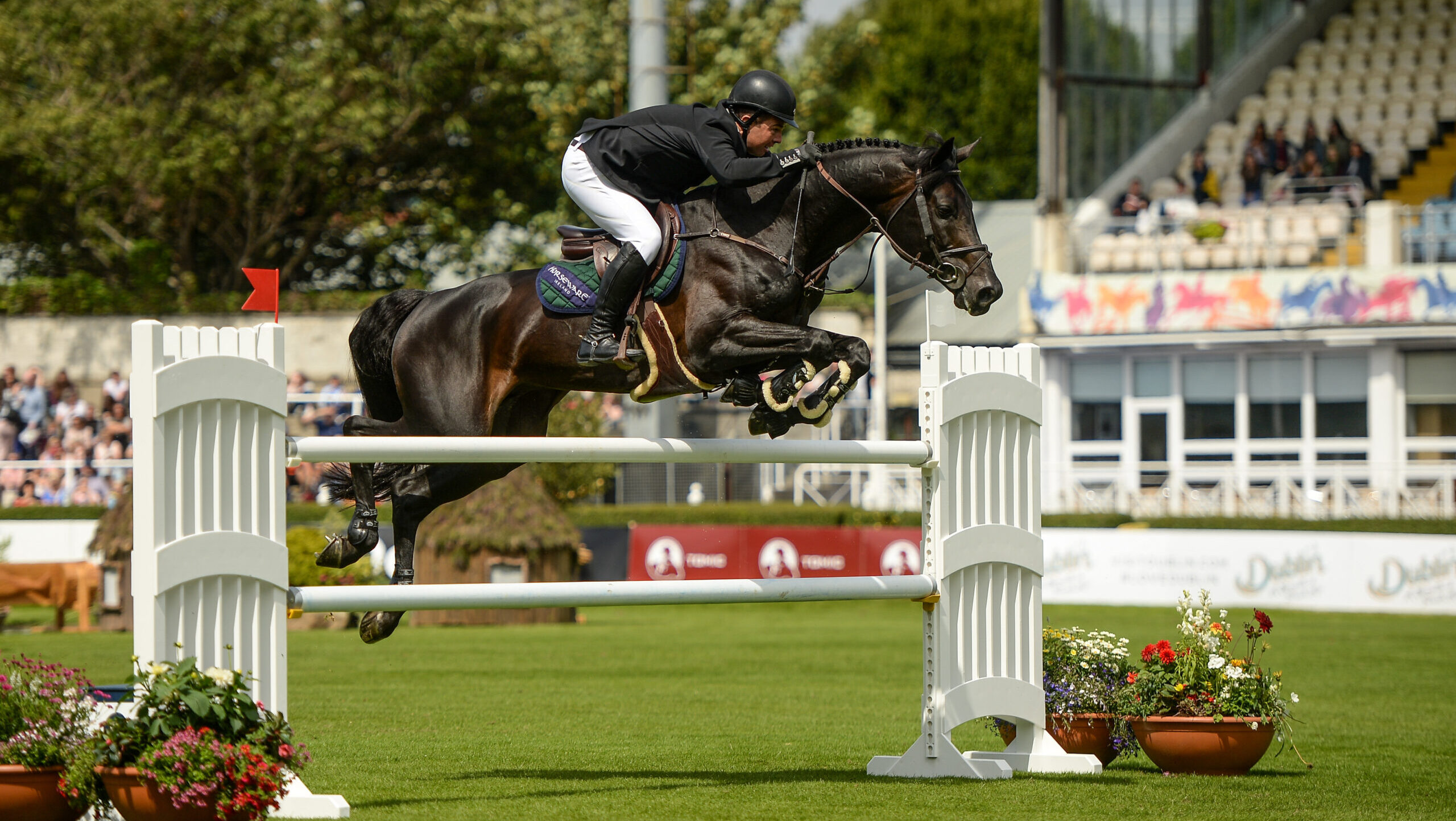 Copain Du Perchet CH Copain Du Perchet CH, Swiss warmblood showjumping stallion at stud with Stallion AI Services
