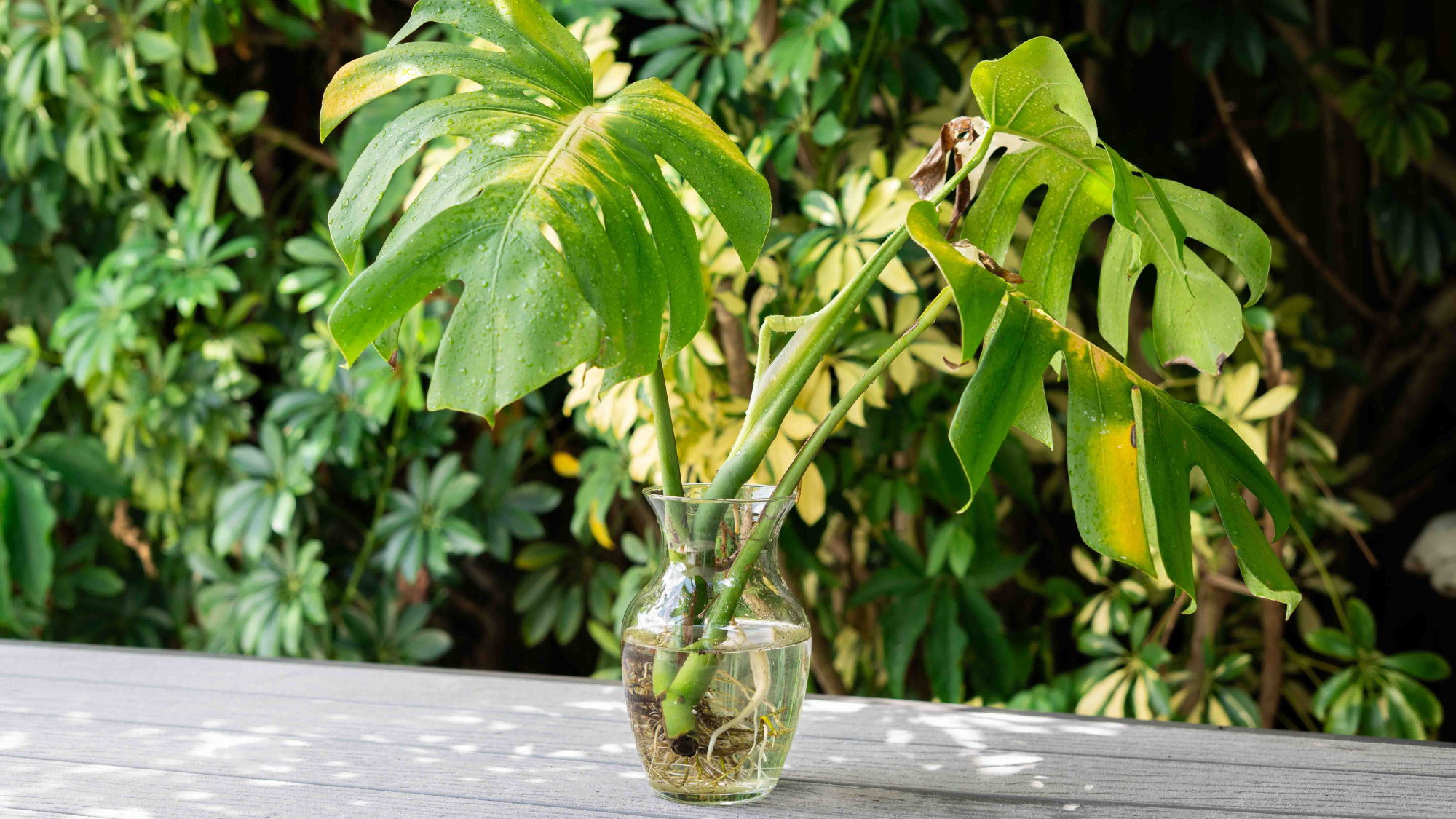monstera cuttings rooting in water in a jar in the garden
