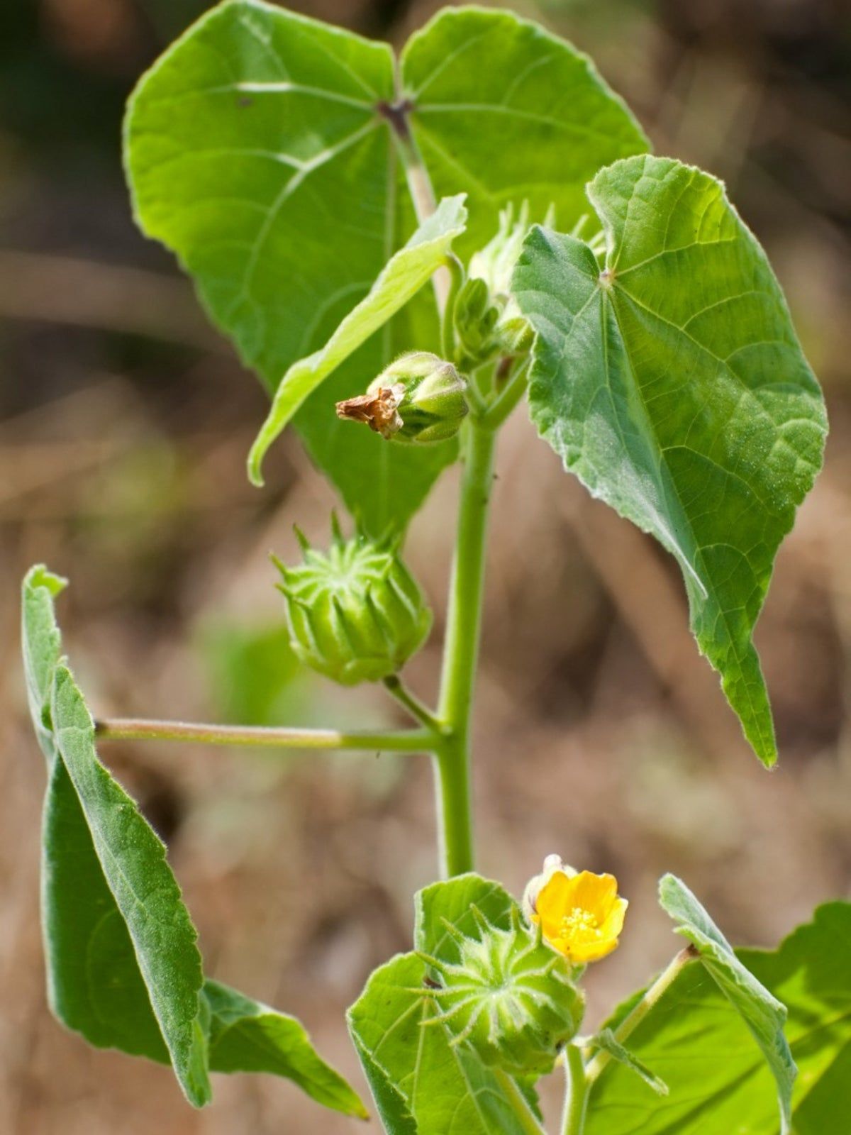 Velvetleaf Weeds